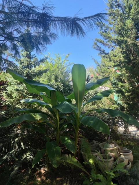Suzana Garden Ξενοδοχείο Venus Εξωτερικό φωτογραφία